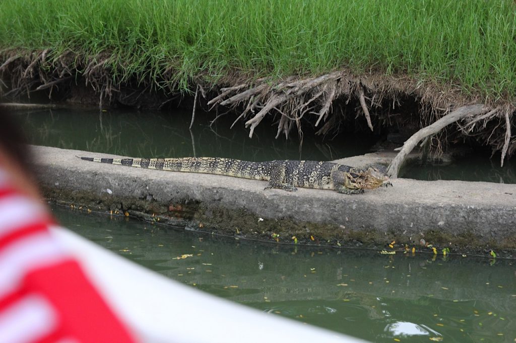 Lumphini Park Bangkok monitor lizard