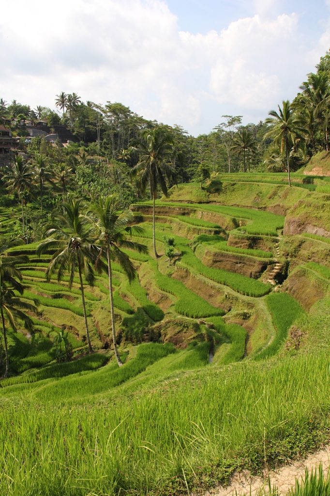Things to do in Bali, Indonesia: Tegalalang rice terraces