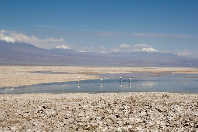 Laguna Chaxa, Atacama Desert