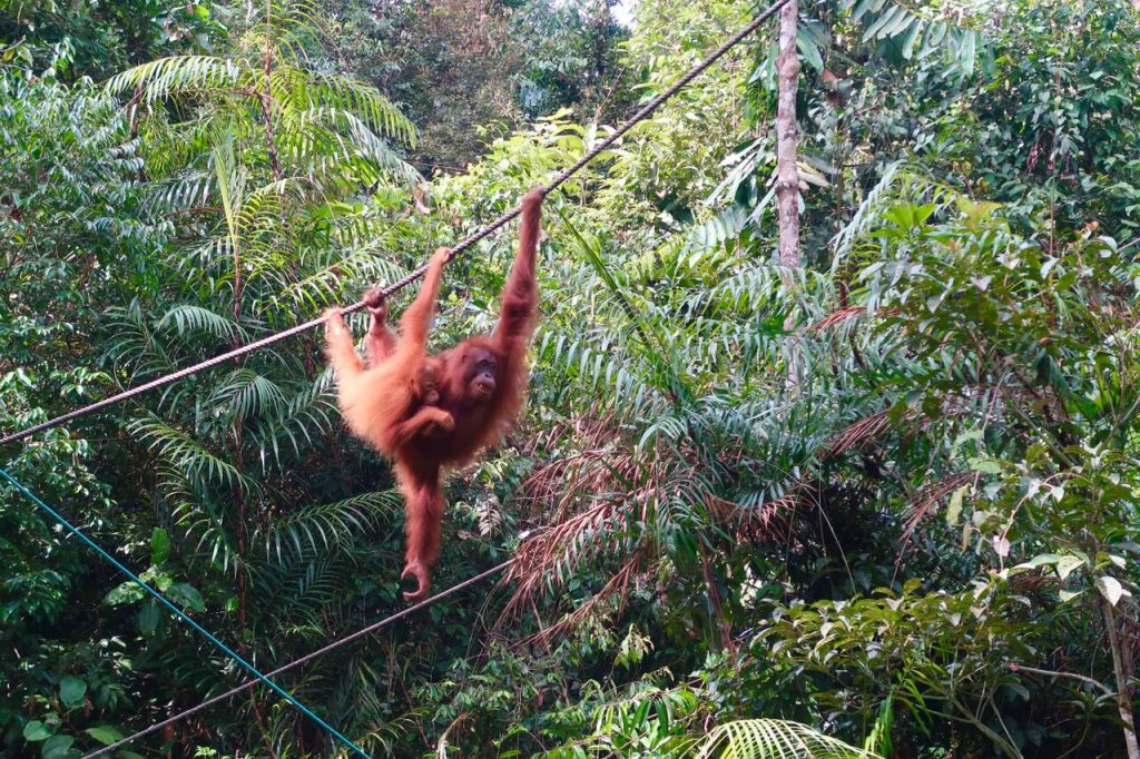Orangutan at Semenggoh Wildlife Centre